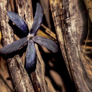Santalucia Flor
